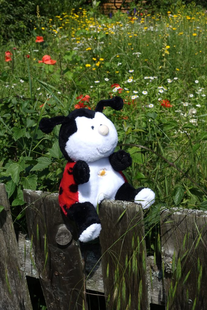 Maskottchen Glückskäfer Gigi St. Anna Kinderkrebsforschung