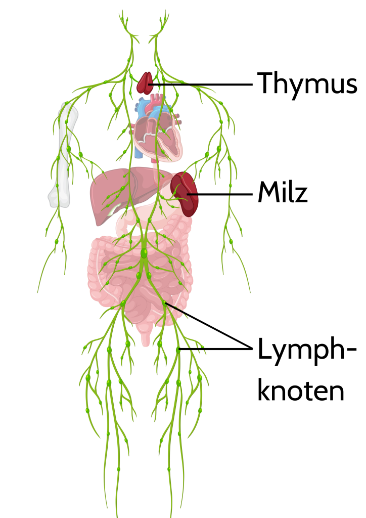 Lympthsystem -  Thymus, Milz, Lymphknoten