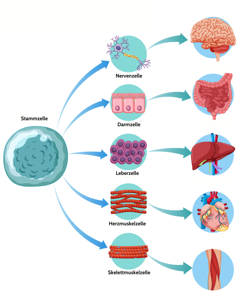 Verwandlung der Stammzellen